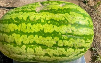 Moldovean cu pepene record: 74 kg în Cartea Recordurilor