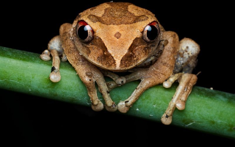 Broasca de cafea, descoperită în Costa Rica