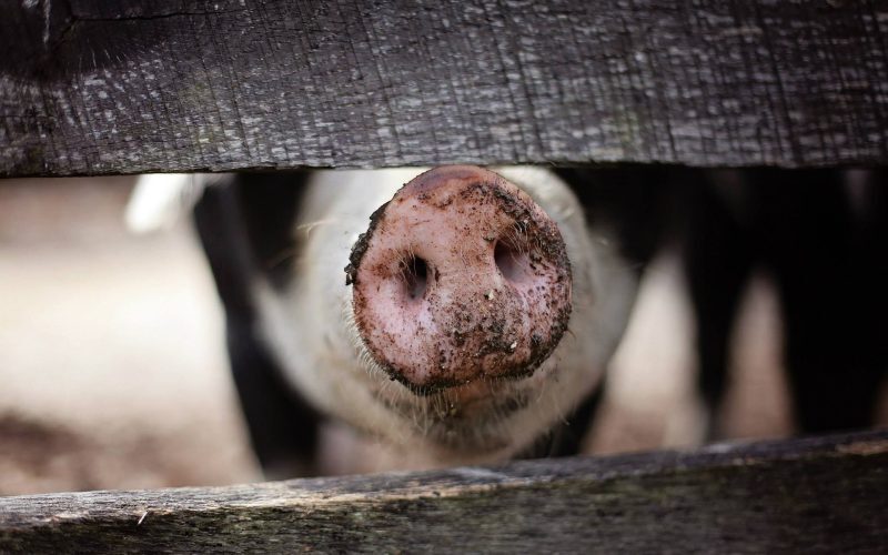 Comunismul a vândut evrei pe animale: Adevărul din România