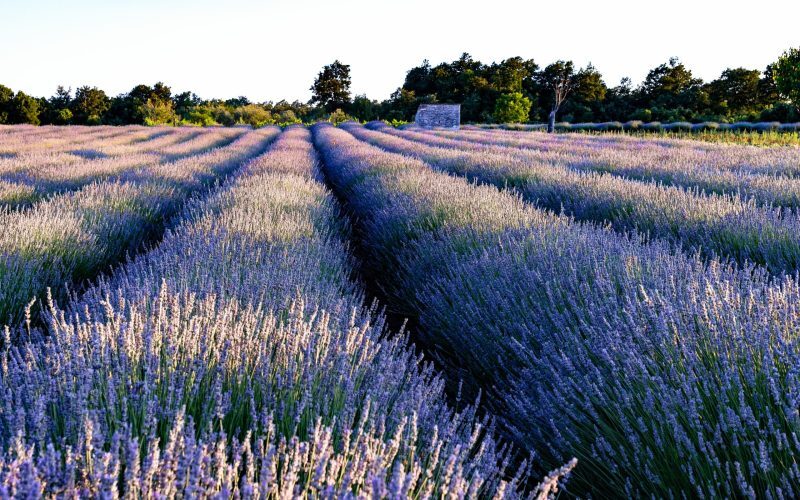 Fermieri și florari, atenție: 113 milioane euro noi fonduri de la stat
