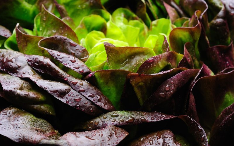 Proteina din carne, crescută în salată: Premieră mondială