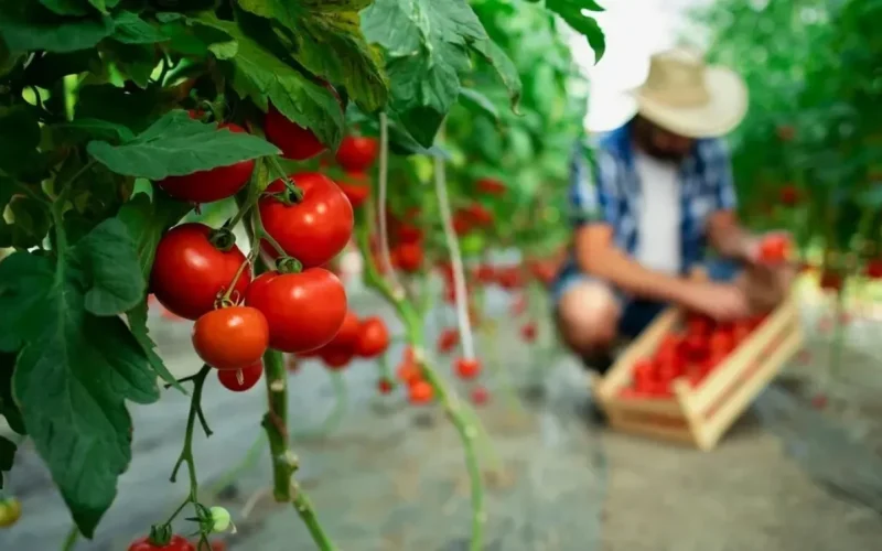 Fonduri UE: Fermele mici, flori și plante primesc bani nerambursabili