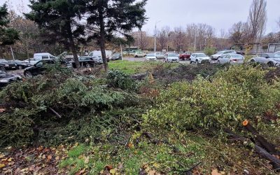Buzoianu: 5.000 arbori tăiați ilegal în Brașov. „Cea mai mare tăiere din ultimii ani”