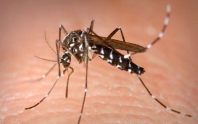West Nile: 19 cazuri noi în România, pericolul crește