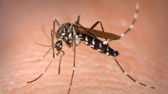 West Nile: 19 cazuri noi în România, pericolul crește