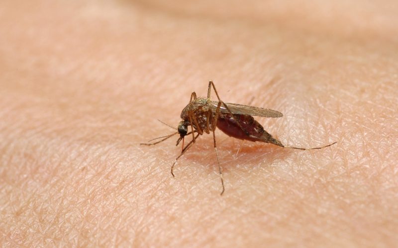 Peste 240 cazuri globale, 6 în România