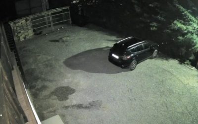 Cățelușă atacată de lup: Mătușa lui Ștucan șocată