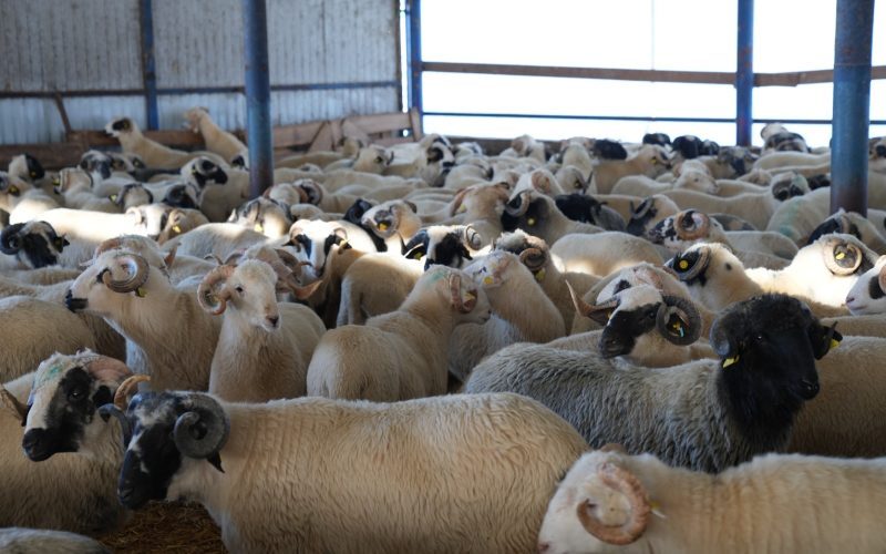 ANSVSA: Vaccinarea ovinelor începe, detalii noi despre planul național
