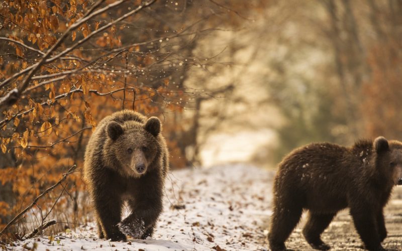 Urs văzut la Câmpina: RO-Alert într-un mall, alertă maximă