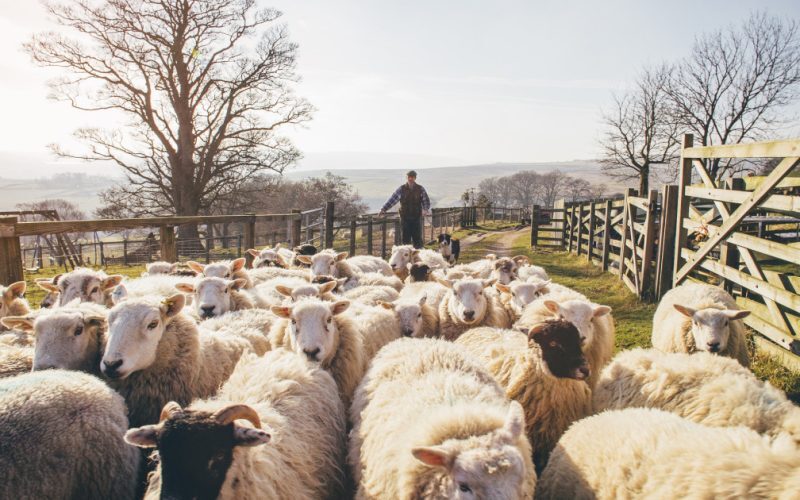 Oile vaccinate, spre export: UE dă undă verde în-o lună