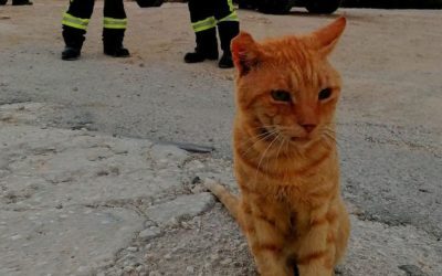 Garfield la pompieri în Grecia: „Motănelul” a ales echipa
