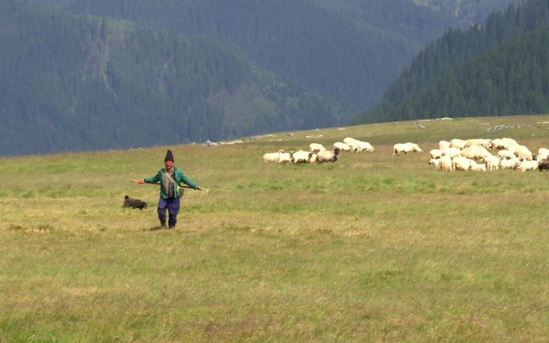 Carpații se dezbracă: Plante de la șes cuceresc vârfurile montane