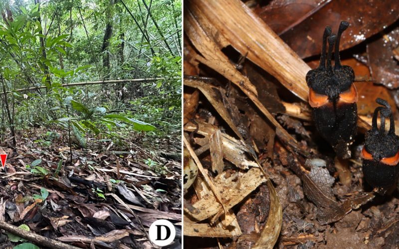 Floarea Diavolului, uimitoarea nouă specie din Thailanda