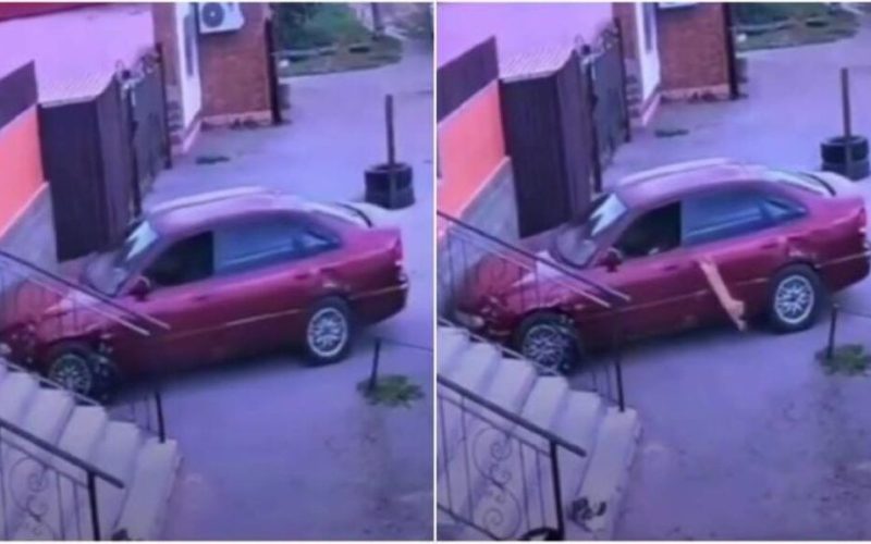 Pisică șofer: A furat mașina, a provocat accident și a fugit