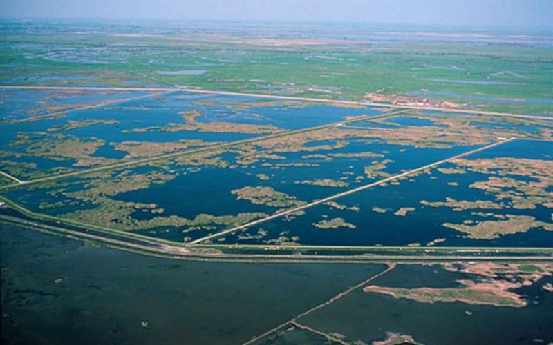Dezastru ecologic în SUA: Ce se întâmplă în paradisul păsărilor