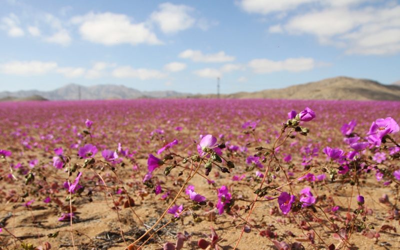 Atacama înflorește: Deșertul cel mai arid, transformat de El Nino