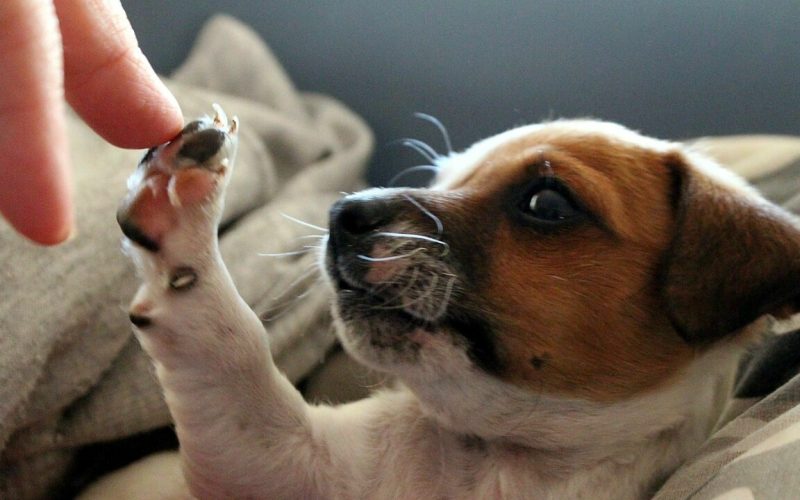 Adotti un animale? A Messina la prima visita e il primo vaccino costano il 30% in meno