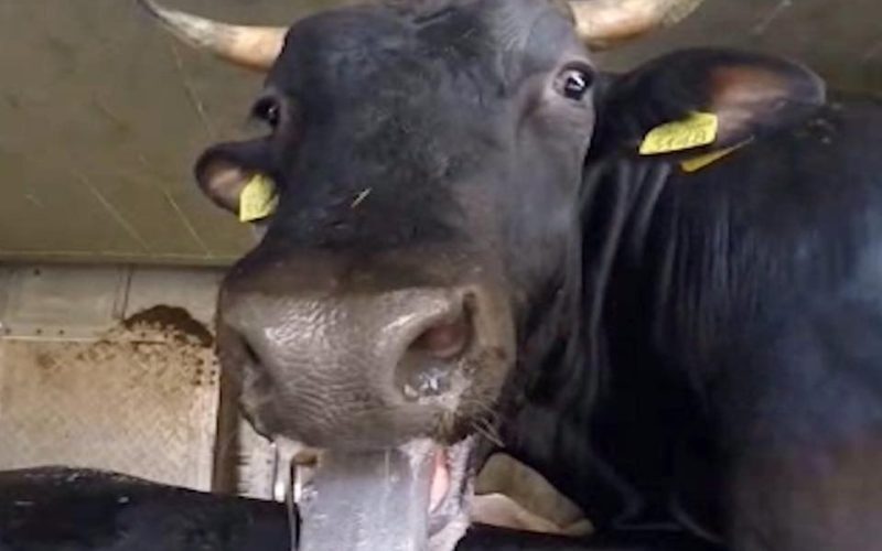 Rabie la bovine în Harghita. Autoritățile intervin
